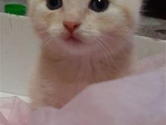 отдам котенка в добрые руки, ласковый и игривый в Северодвинске