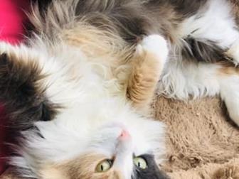        ,    2- ,    ,    -4,    