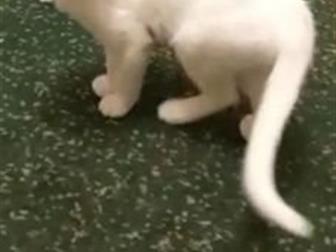 ,4,  ,  