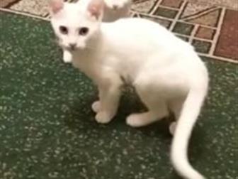 ,4,  ,  