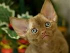 Devon Rex