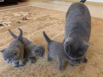        ,   16, 01, 2020,    (scottish fold cat)    (scottish stright cat)   