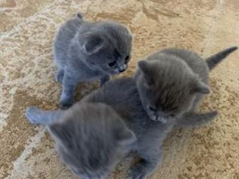        ,   16, 01, 2020,    (scottish fold cat)    (scottish stright cat)   