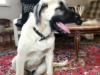   V, K, KANGAL TURK KAN   KANGAL COBAN KOPEGI, , 16, 06, 2019,    ,    ,    