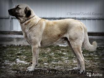      V, K,  KANGAL TURK KAN /FCI,  (,   ,  18367 FCI/)      KANGAL  