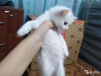      2 ,         ,     ,  