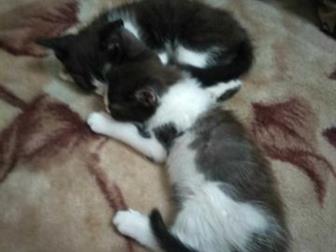   ,  16, 09,       ,    ,  -