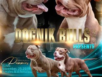      ??Dognik Bulls Kariolana (  )  Ironkings Gabbi Han (  )?????? 25    