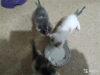  ,    ,          ,  