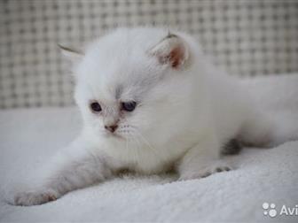    Charm de Murr        ,      ,   :   