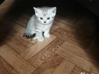   ,   ,     