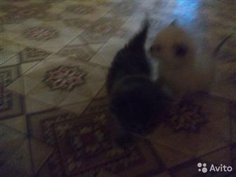      ,        ,  ,  ,   ,  