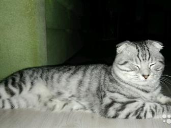      Scottish Fold,  ,, ,  